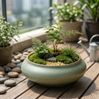 Mini Moss Terrarium Garden in Ceramic Bowl