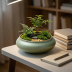 Mini Moss Terrarium Garden in Ceramic Bowl