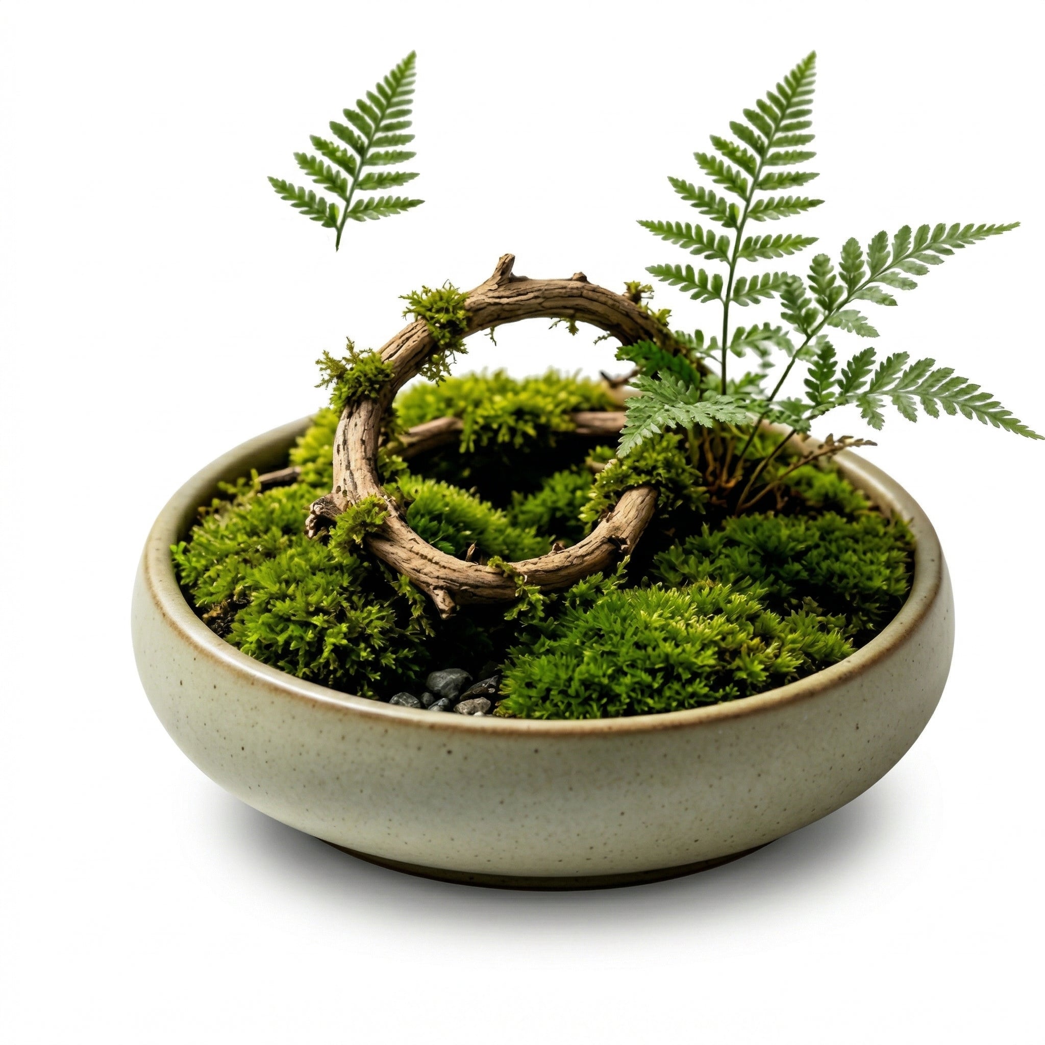 Woodland Ring Moss Micro Landscape Planter