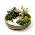 Mini Zen Moss Landscape Planter with Driftwood Bridge Accent